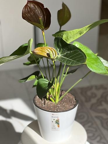 пакрывало: Антуриум (Anthurium) в пластиковом кашпо. - Декоративноцветущее — 1