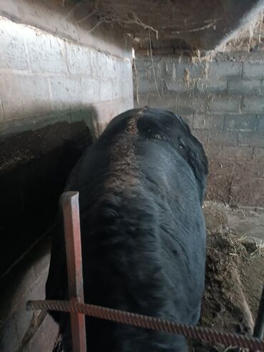 Коровы, быки: Продаю | Бык (самец) | На откорм | Привязанные — 5