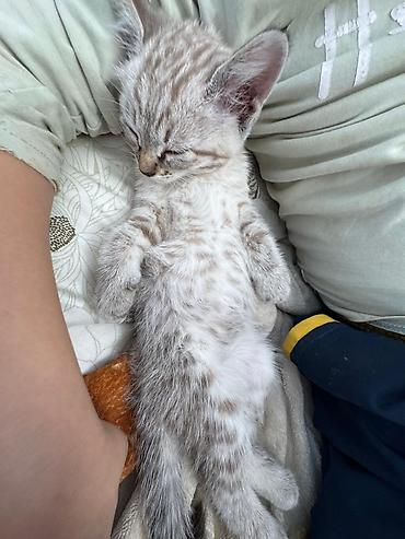 Отдам даром кошку: Кошка даром: Беспородная, 2 месяца, Мальчик — 1