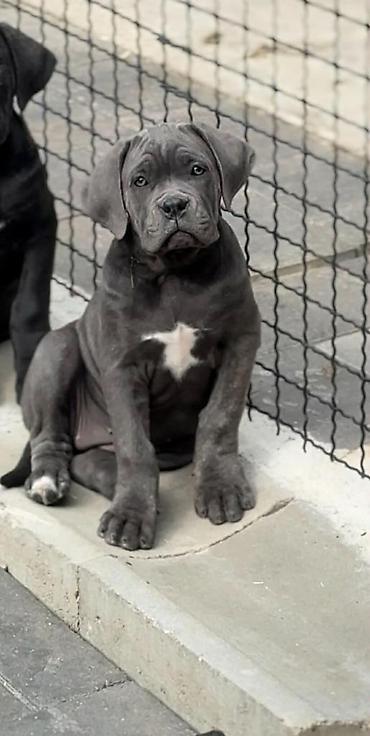 Psi: Dostupni za rezervaciju stenci Cane Corso iz registrovane — 12