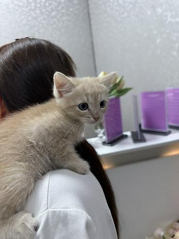 шотландский кошки: Продаётся котёнок-мальчик шотландский страйт Описание: Продаётся — 2