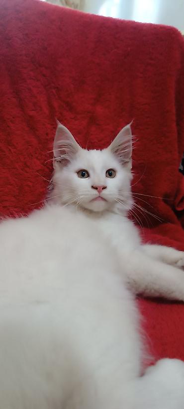 Кошки: Мейнкуны ♥️♥️♥️ Продаётся Чистокровный, Эксклюзивный котик Мейн-Кун🥰 — 1