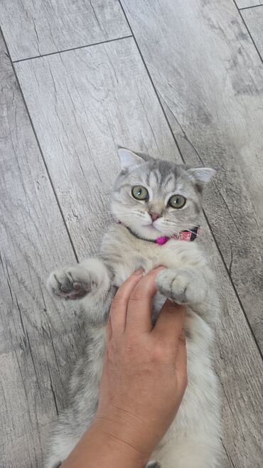 scottish fold qiyməti: Şotland yastı qulaq, Dişi, Yaxşı əllərə, Ünvandan götürmə