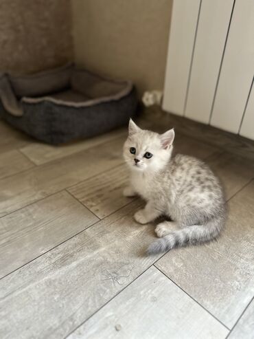вислоухие шотландские котята: Продаются котята в окрасе-серебристые шиншила!!! 3 мальчика К лотку