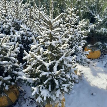 Ёлки: Продаю Голубые Ели Оптом и в розницу Ели Тянь Шаньевские от 3500 с — 3