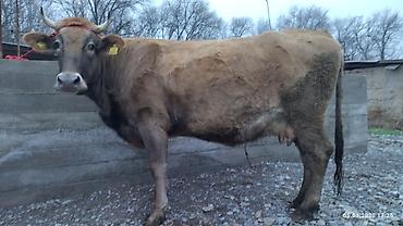 Коровы, быки: Продаю | Корова (самка) — 4