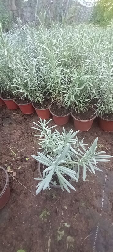 monstera bitkisi: Lavanda Soyuğa davamlı uzun ömrlu çox gözəl ətrli lavanda