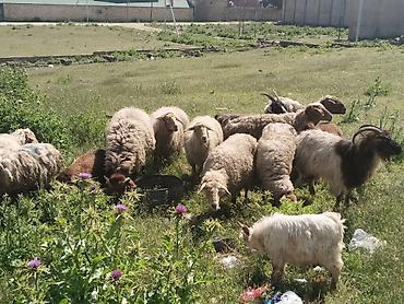 qala cinsi qoyun satilir: Salam tam saglam heyvanlardir qoyunlar ve keciler isdeyen elaqe — 5