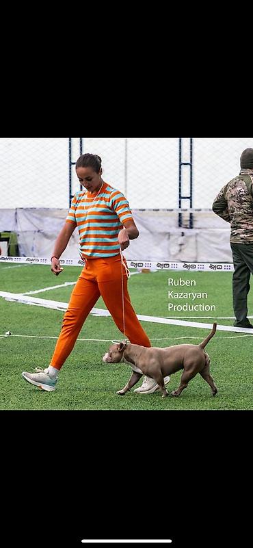 Продажа собак: Американский булли, 2 месяца, Самец — 6