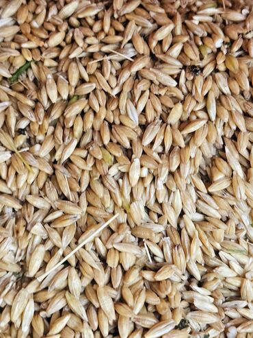 семена болгарского сладкого перца: Семена и саженцы Ячменя, Самовывоз, Платная доставка