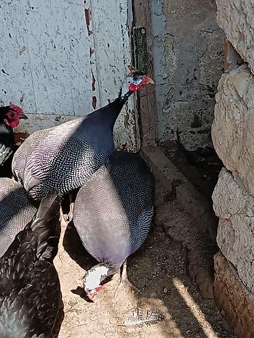 bocek satışı: Salam olsun firengdi yumurtalar satılır mayalidilar sayı azdi — 4