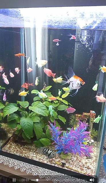 akvarium baliqlari: Tam komplekt akvarium sistemi - Şüşə kub formalı akvarium (təxmini — 3