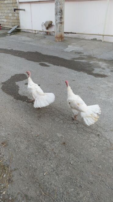 bmw 1 серия 125i at: Biri xoruz biri fere