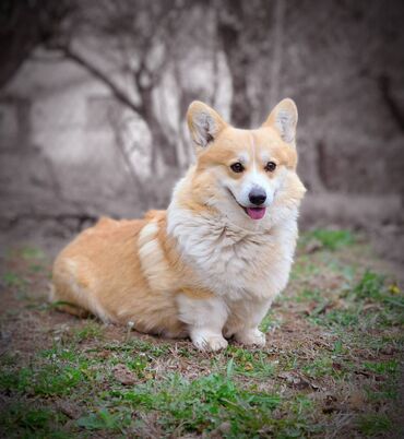 Psi: Prelepi štenci Welsh Corgi Pembroke, od odličnih roditelja: D.O.B — 12