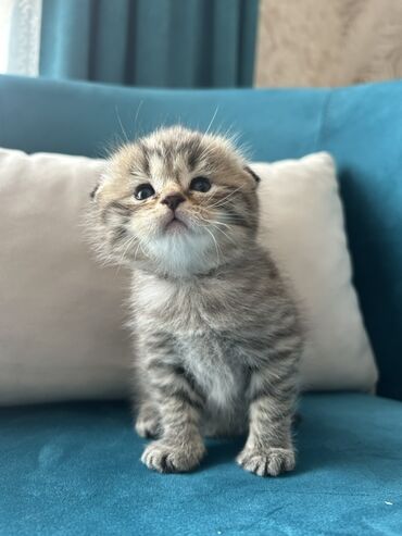 Pişiklər: Şotland, Erkək — 1