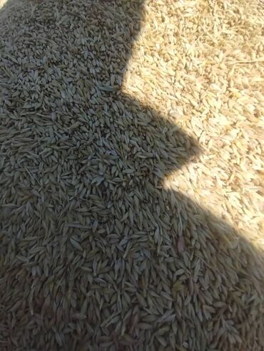 Другие животные: Куплю пшеницу новый урожай в объёме