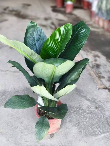 Пальмы: Пальмы Кофейное деревоПальмы,Фикусы и тд — 20