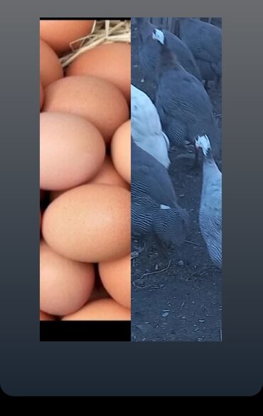 qirqovul yumurta: Sebzi bahar yumurtasi var 20 eded 60 qepik unvan Qax rayonu