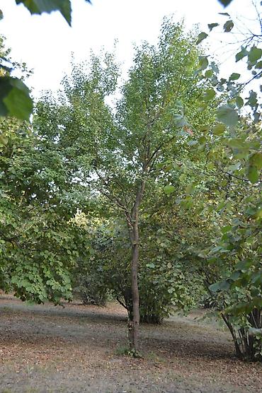 Torpaq sahələrinin satışı: 55 sot, Tikinti, Mülkiyyətçi, Kupça (Çıxarış) — 15