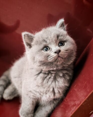 Pişiklər: Britan, Erkək — 6