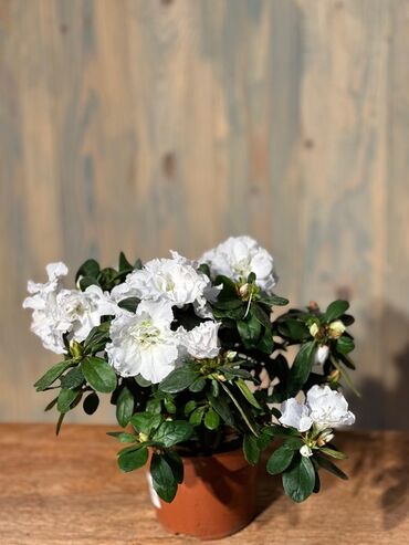 Otaq bitkiləri: Otağınıza təbiət gözəlliyi gətirəcək qırmızı anturium bitkisi. Parlaq — 7