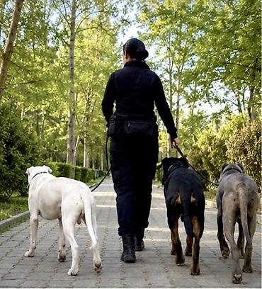 Продажа собак: 🐾 • профессиональный выгул собак | питомник «белое золото» | бишкек • — 5