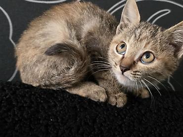 кошка домашняя: Котята.только в добрые руки!Не игрушка для ребёнка!Кара-Балта - — 4