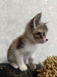 наполнитель для кошек: 1 месяц, Мальчик, Приучена к лотку