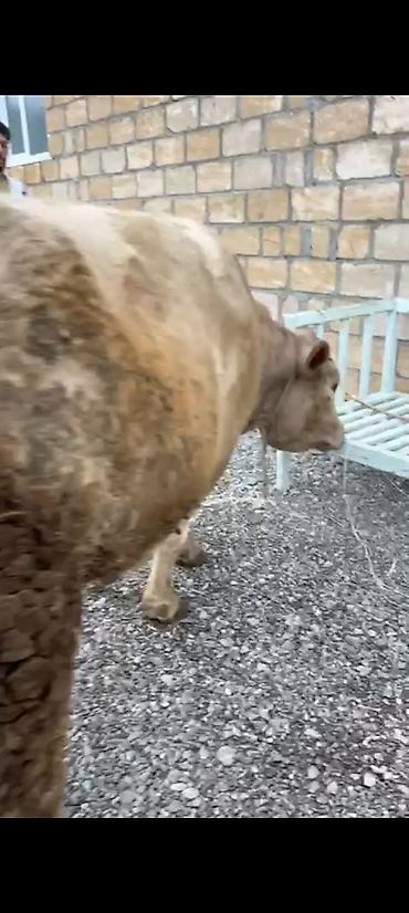 Inəklər, öküzlər: Salam aleykum əziz dosdlar bele bir gözel dogmamiş dügemiz çıxdı -da lalafo.az — 9 Inəklər, öküzlər: Salam aleykum əziz dosdlar bele bir gözel dogmamiş dügemiz çıxdı — 9