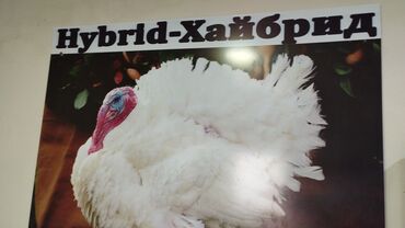 мясо страуса цена: Хайбрид конвертор Запись на первый поток -апрель Запись на второй