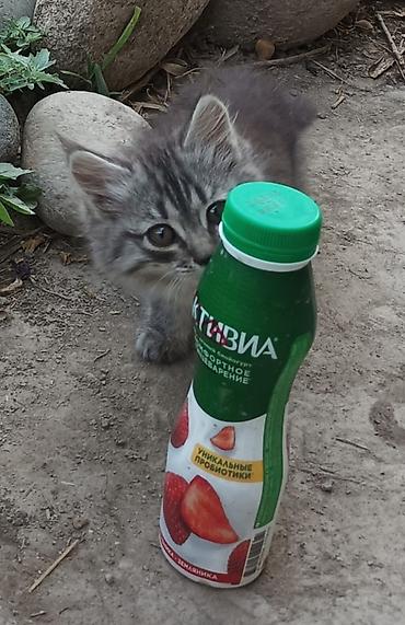 Отдам даром кошку: Котята - Возраст: примерно 2 месяца (родились 15 апреля). - Окрас: - at lalafo.kg — 10 Отдам даром кошку: Котята - Возраст: примерно 2 месяца (родились 15 апреля). - Окрас: - — 10