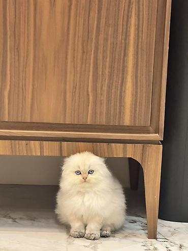 Продажа кошек: Скотиш Фолд (Шотландская вислоухая), 3 месяца, Мальчик, Золотая шиншилла, Приучена к лотку — 7