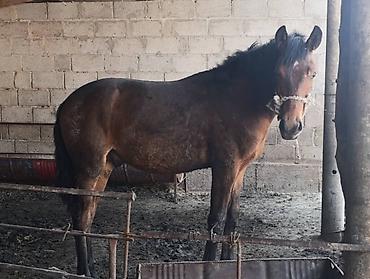 Лошади, кони: Продаю | Жеребец | Рабочий at lalafo.kg — 3 Лошади, кони: Продаю | Жеребец | Рабочий — 3