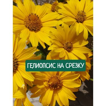карлик кочот: Көчөттөр гүлдүн: Өзү алып кетүү, Акылуу жеткирүү