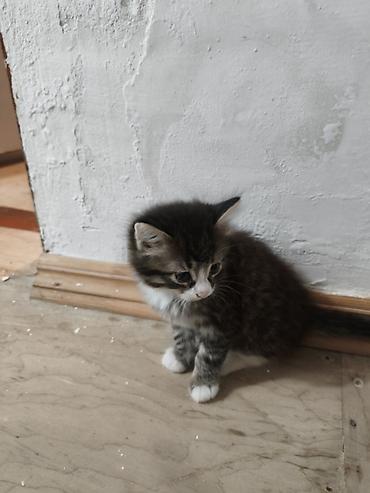 Pişiklər: Yaxşı əllərə — 9