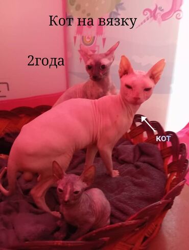 Вязка кошек: Вязка: Донской сфинкс, Мальчик, 2 года