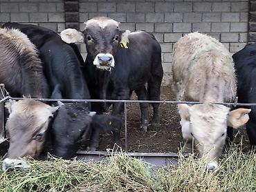 Продам с/х животных: Продаю | Бык (самец) | Полукровка, Ангус, Алатауская | На откорм, Для разведения | Искусственник — 3
