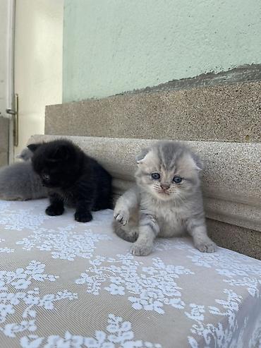 Pişiklər: Britan, Erkək, Yaxşı əllərə — 14