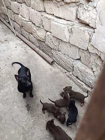 pitbul itlər: Çexiski Pincer balalar — 2