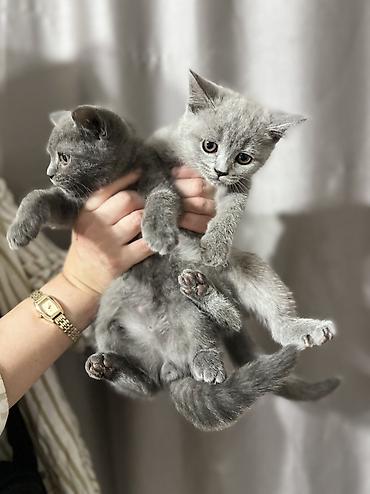 купить котенка шиншилла: Британские короткошёрстные котята, окрас голубой (плюшевые серые — 3