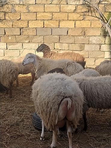 Qoyunlar, qoçlar: Razılaşma yolu ilə çox təcili satılır.balalı balasız fərq etmir — 6