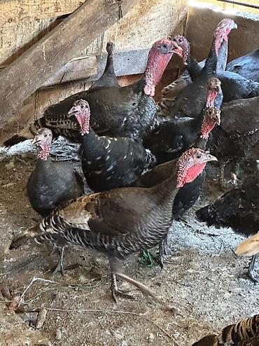 Птицы: Самки и самцы — 2