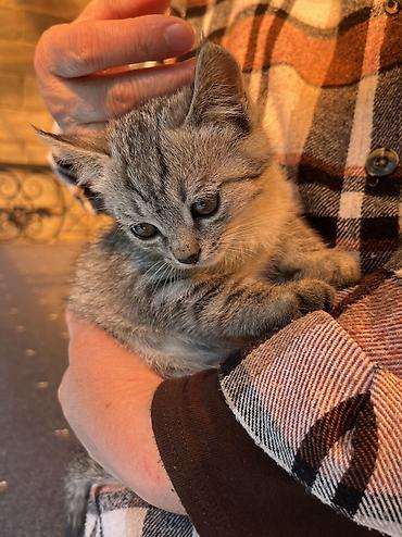 Кошка даром: Беспородная, 3 месяца, Девочка, Приучена к лотку