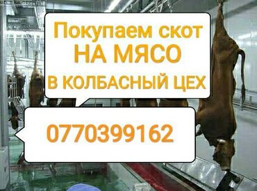 Животные - Кой-Таш: Куплю | Коровы, быки, Лошади, кони | Круглосуточно, Любое состояние