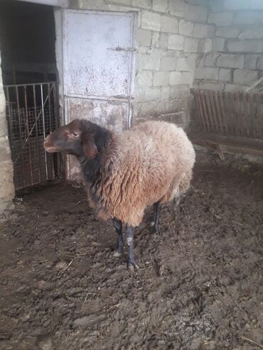 Qoyunlar, qoçlar: Qoyun – yerli ətlik/yunlu cins - Rəng: qəhvəyi yun, qara baş və qara — 2