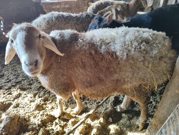 Бараны, овцы: Продаю | Овца (самка) | Для разведения | Матка — 6