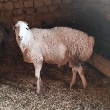 qurbanliq qoyun qiymetleri: Salam Qardaşlar 10 dene Qoyun İçinde olur Qoynu Lex Edrem Qocda