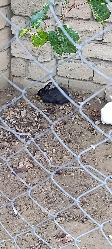 mal bazari az: Salam yqxsi dovsanlardi qiymet iksine ayitdir — 2