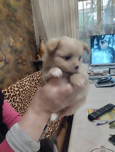 Продажа собак: Чихуахуа, 2 месяца, Самец — 10