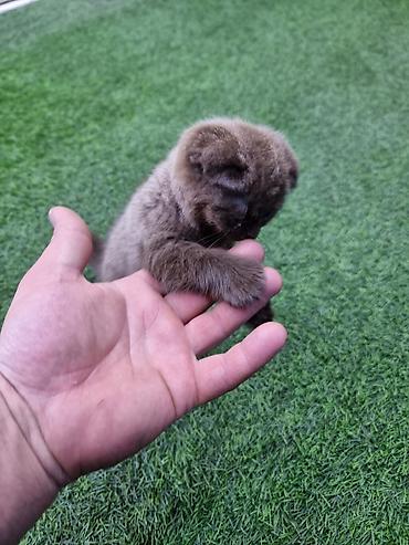 Кошки: Skotiş fold balaları – ağ və boz rənglərdə - Cins: Scottish Fold — 9